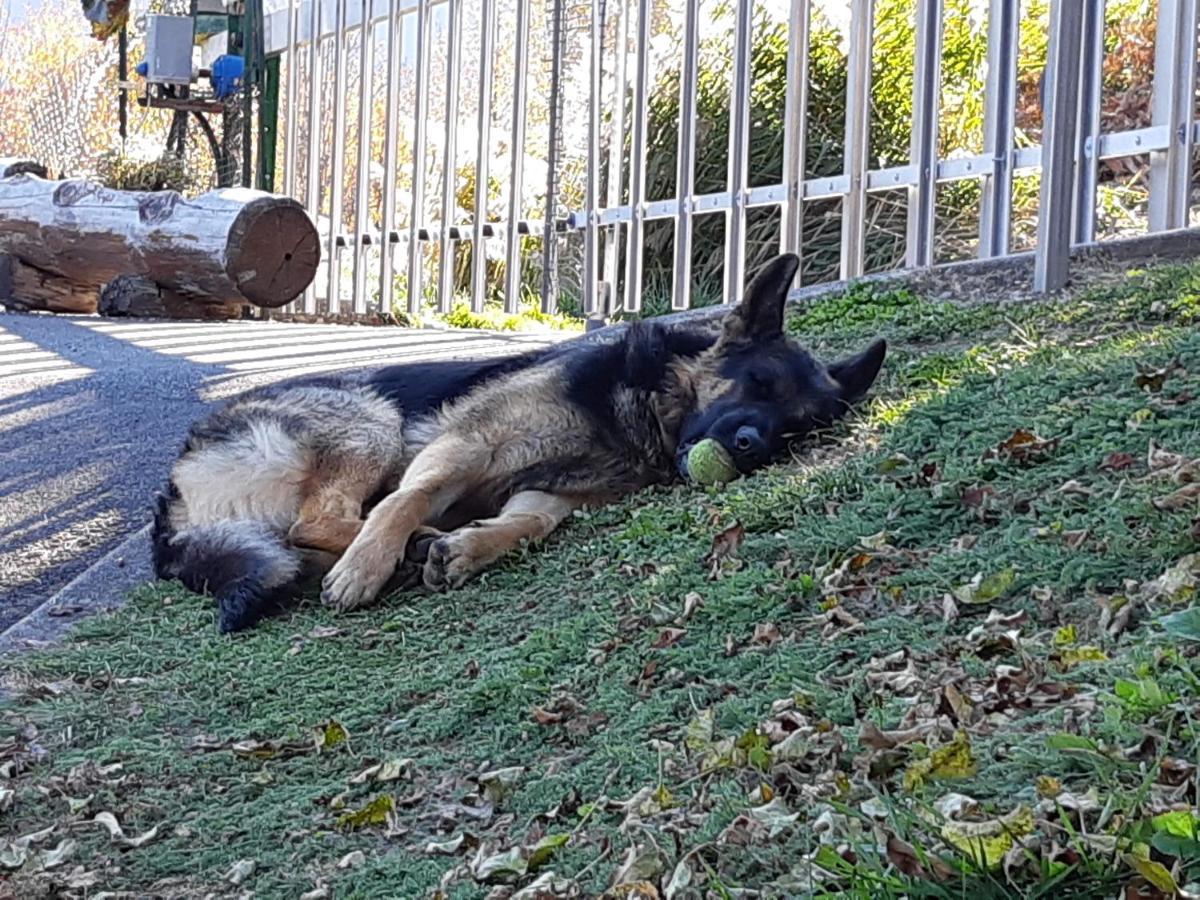 Pozza Appartamenti Carano  Exterior foto